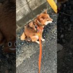 うんちする小春 #ショート #柴犬 #ペット #shibainu #うんちバリバリ #うんち#気まずい