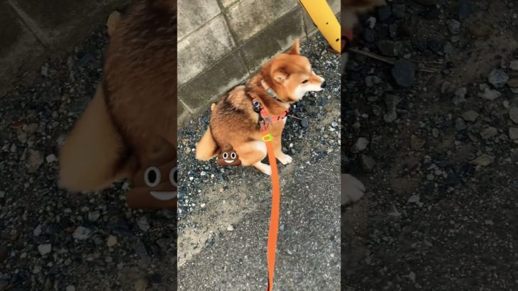 うんちする小春 #ショート #柴犬 #ペット #shibainu #うんちバリバリ #うんち#気まずい