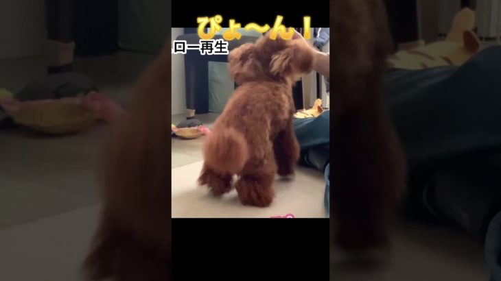 かわいいおすわり#shorts #トイプードル#犬のいる暮らし #ペット