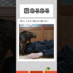 降ろしてもすぐ乗る猫　#shorts  #猫 #ペット #可愛い