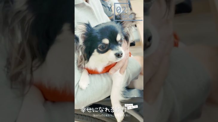 笑顔#shorts #癒し #ペット #チワワ #生活
