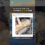 可愛過ぎるイッヌ｜ #shorts  #イッヌ #ペット #可愛い