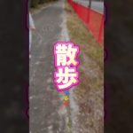 【ペット】みかん（チワワ）の日課は何でしょう？#shorts #癒し #ペット