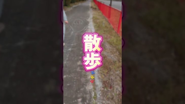 【ペット】みかん（チワワ）の日課は何でしょう？#shorts #癒し #ペット