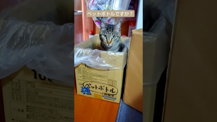 ペットボトルになったねこ #保護猫#shorts#ねこ