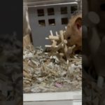 今日のトコちゃんの一日#ハムスター #キンクマ #癒し #ペット#shorts