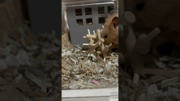 今日のトコちゃんの一日#ハムスター #キンクマ #癒し #ペット#shorts