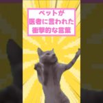 ペットがドクターから言われた衝撃的な言葉　#猫　#shorts