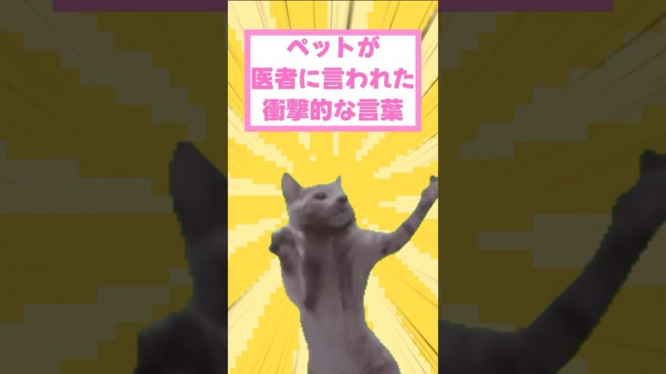ペットがドクターから言われた衝撃的な言葉　#猫　#shorts