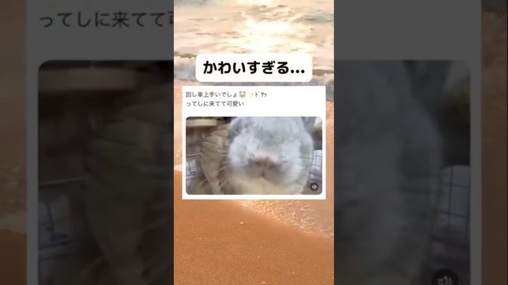 これはかわいい…！ #おもしろ動画 #衝撃 #面白い #ペット #ハムスター #shorts
