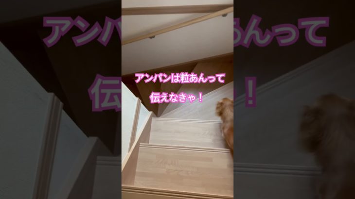 エッホエッホの歌＃shorts＃スコティッシュフォールド＃エッホエッホの歌＃ペットのいる生活＃ダックス