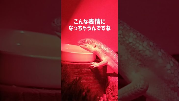 バスキングは気持ちいい #シュナイダースキンク #爬虫類 #トカゲ #ペット #生き物 #飼育 #バスキング #動物 #shorts