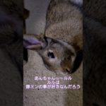 偽あんちゃ~んが教えてくれた#ペット#うさぎ#shorts