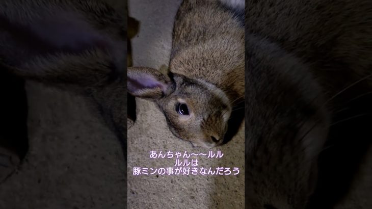 偽あんちゃ~んが教えてくれた#ペット#うさぎ#shorts