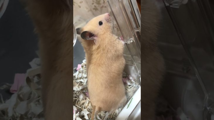 今日のトコちゃんストレス増し増し#ハムスター #キンクマ #癒し #ペット#shorts