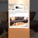 かわいいｗｗｗ #面白い #おもしろ動画 #ペット #コーギー #shorts