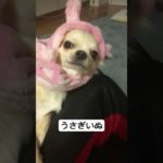 うさぎさくらちゃん#チワワ #ペット#shorts