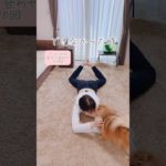 【ダイエット続かない🥲】モチベ下がった時に一緒に見てほしい動画✨#ダイエット#shorts #アラフォーダイエット #40代ダイエット #ダイエットモチベーション #簡単ストレッチ #初心者向け