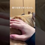 帰りを待つすいちゃん#チワワ #ペット #shorts