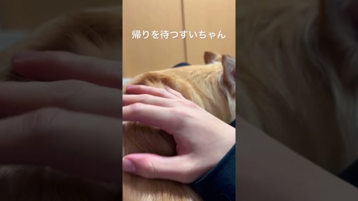 帰りを待つすいちゃん#チワワ #ペット #shorts