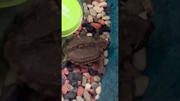 #shorts#たかゆか旅ぶら#ペット#亀