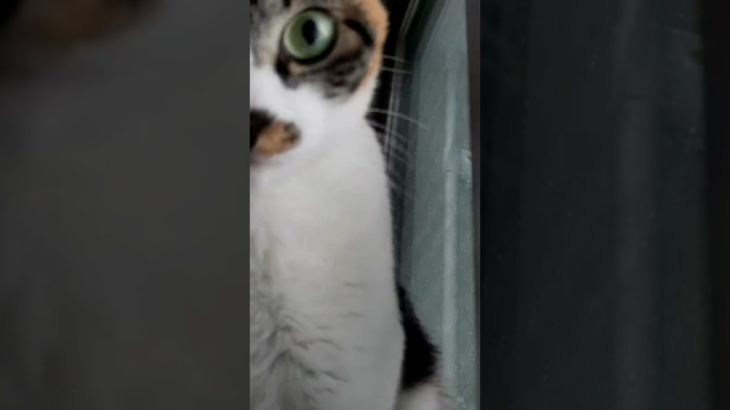 ペットカメラに気づいた猫がホラー #shorts #猫のいる暮らし #cat #猫動画 #ゆずもか