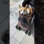 アウトレットを楽しむコーギー #shorts #corgi #かわいい #癒し #コーギー #ペット
