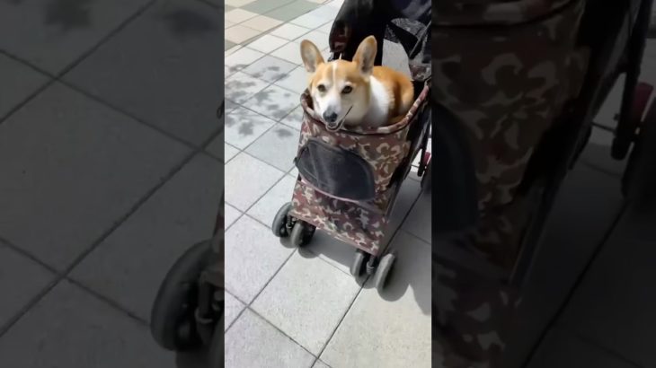 アウトレットを楽しむコーギー #shorts #corgi #かわいい #癒し #コーギー #ペット