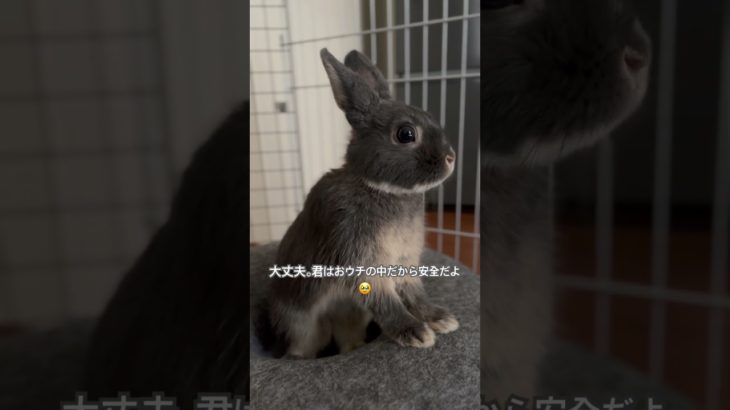 「ビックリちゅら🐰」#うさぎ #うさぎのいる暮らし #ネザーランドドワーフ #動物 #ペット #shorts #rabbit #animals