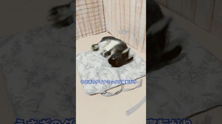 「ころがりちゅら😚」#うさぎ #うさぎのいる暮らし #ネザーランドドワーフ #動物 #ペット #shorts #rabbit #animals