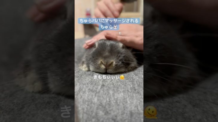 「高級スパ？😳」#うさぎ #うさぎのいる暮らし #ネザーランドドワーフ #動物 #ペット #shorts #rabbit #animals