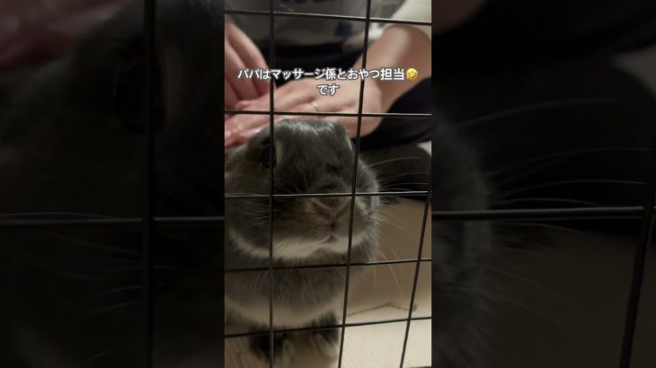 「専属マッサージ師？」#うさぎ #うさぎのいる暮らし #ネザーランドドワーフ #動物 #ペット #shorts #rabbit #animals