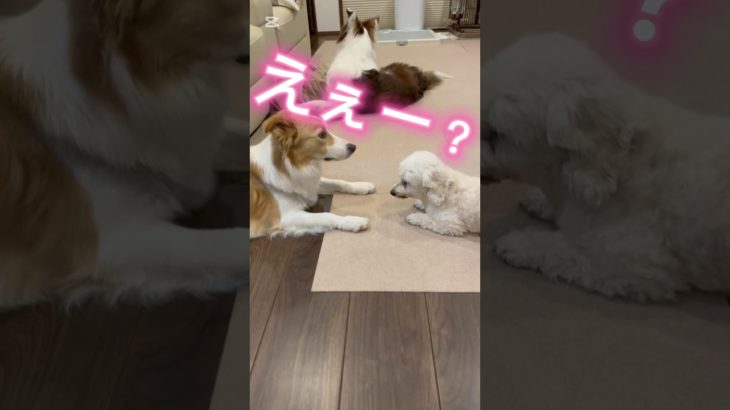 【好きな子おる？】#shorts #short #ショート#犬 #かわいい #ペット#ダップー#ボーダーコリー