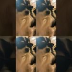 変身犬〜スターウォーズ　#shorts#犬#わんちゃん#スターウォーズ#ペット#bgm#ai