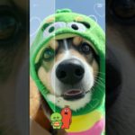 着ぐるみ⁉️ #shortsfeed #dog #shorts #おすすめにのりたい #保護犬 #かわいい #ペット #すごい #癒し #犬動画