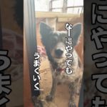 最強〜😏 #shortsfeed #犬 #ペット #保護犬 #short #shorts #おすすめにのりたい #おすすめ #雑種犬 #癒し