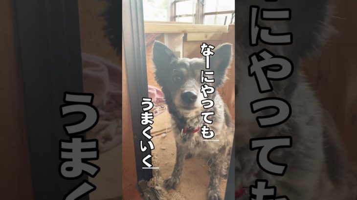 最強〜😏 #shortsfeed #犬 #ペット #保護犬 #short #shorts #おすすめにのりたい #おすすめ #雑種犬 #癒し