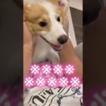 【シロイルカ】#パロディ #shorts#short #ショート #犬 #かわいい#ペット