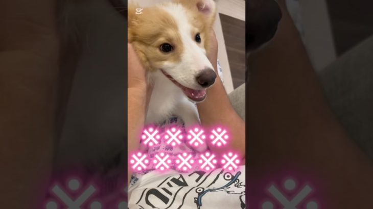 【シロイルカ】#パロディ #shorts#short #ショート #犬 #かわいい#ペット