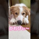 【両手でほっぺをおさえると】#shorts#short #ペット#かわいい #犬#ボーダーコリー