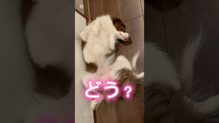 【ねぇ坊や】#shorts#short#ショート#かわいい#犬#ペット#ボーダーコリー