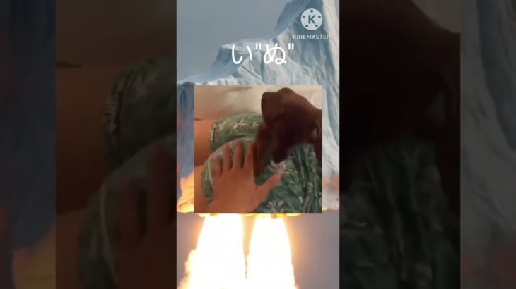 犬「そこかわれ」#shorts#tiktok#twitter#犬#ペット#動物#おもしろ#面白い#笑える#爆笑