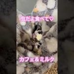本日の虫♡ #フクロモモンガ  #sugarglider  #ペット #ペット動画  #可愛い  #かわいい  #cute #大神ミオ ソロライブ決定おめでとう