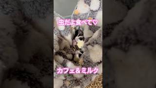 本日の虫♡ #フクロモモンガ  #sugarglider  #ペット #ペット動画  #可愛い  #かわいい  #cute #大神ミオ ソロライブ決定おめでとう