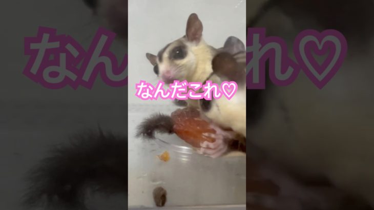 初めてのデーツ♡ #フクロモモンガ  #sugarglider  #ペット #ペット動画  #可愛い  #かわいい  #cute