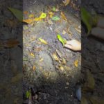 また蜘蛛、素手で取る友達 #tiktok #おじさん #蜘蛛 #ペット