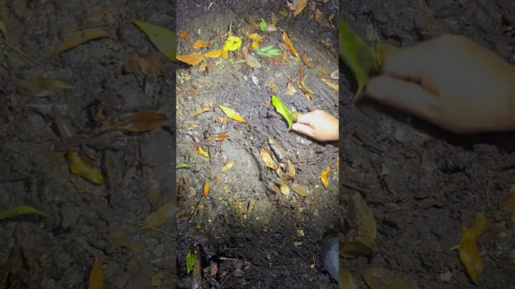 また蜘蛛、素手で取る友達 #tiktok #おじさん #蜘蛛 #ペット