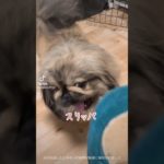 スリッパで遊びました🐾#ペキニーズ #ペット #犬 #犬のいる暮らし #犬のいる生活 #tiktok #pets