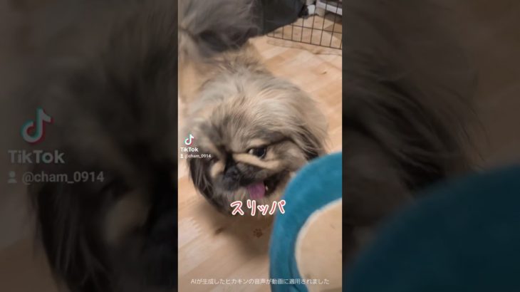 スリッパで遊びました🐾#ペキニーズ #ペット #犬 #犬のいる暮らし #犬のいる生活 #tiktok #pets