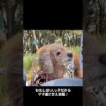 ティアラの休日♪ #トイプードル #toypoodle #doglife #ペット #tiara